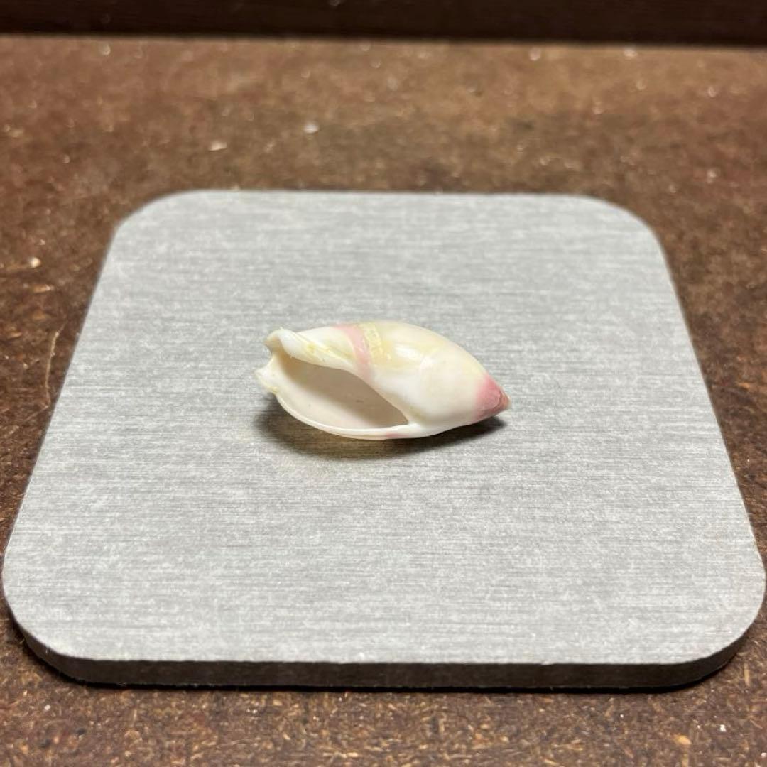 オ*ラ様 ラスト1点　激レア　美品　熊本県産　マボロシリュウグウボタル