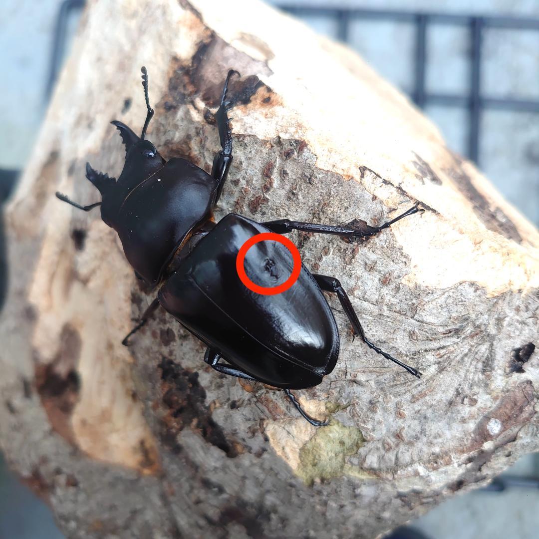 アマミマルバネクワガタ(徳之島産)♂1頭　標本
