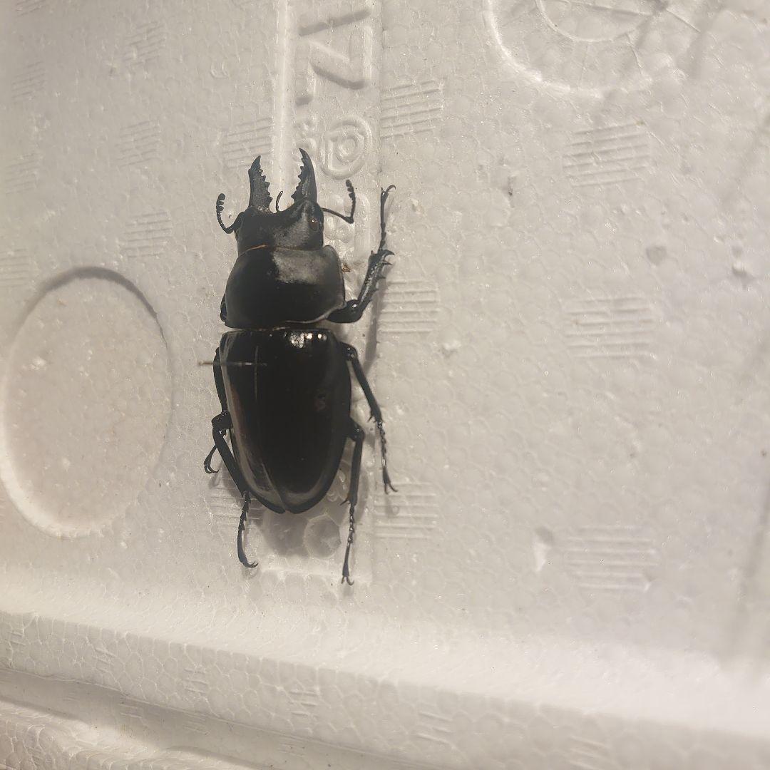 アマミマルバネクワガタ(徳之島産)♂1頭　標本