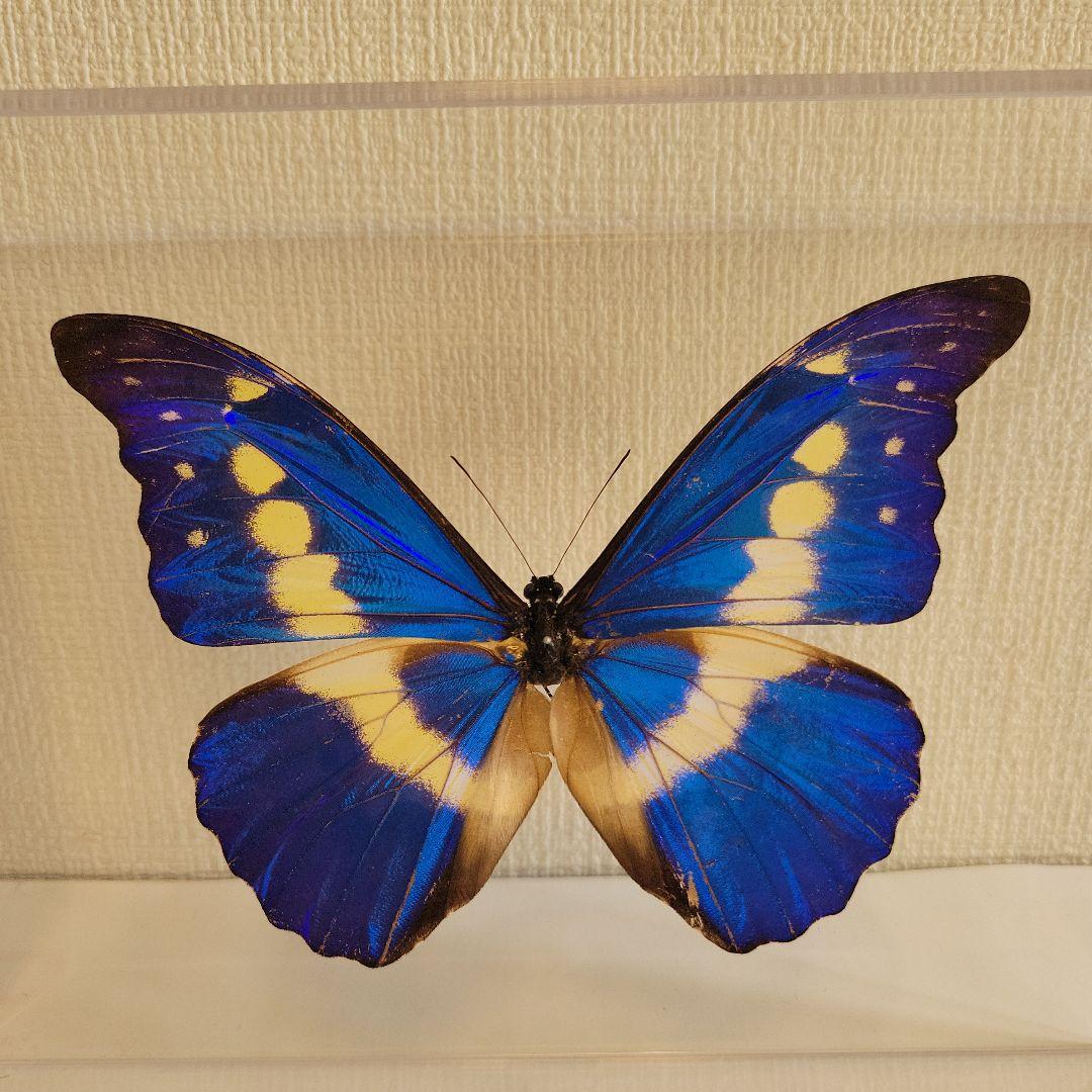 蝶の標本　モルフォチョウの王様（珍美）