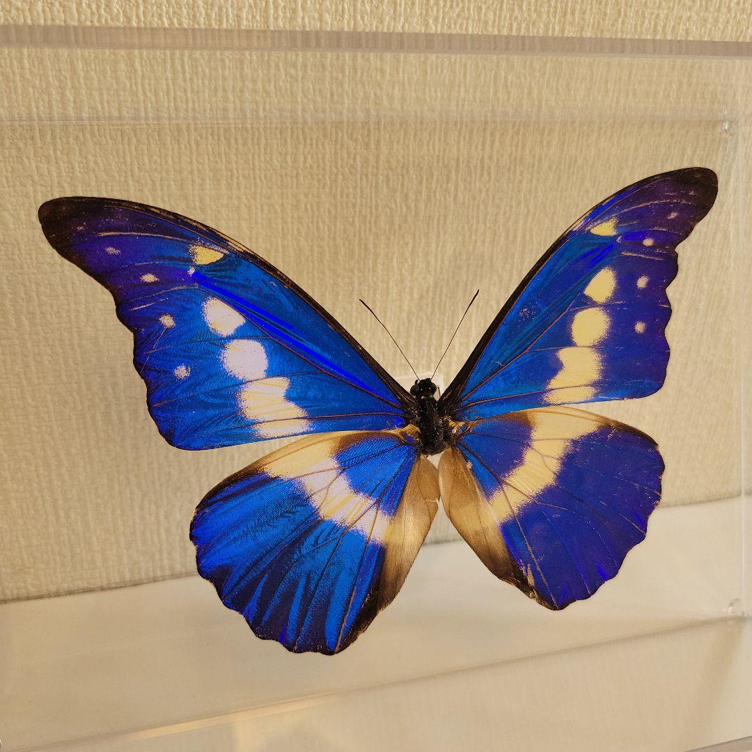 蝶の標本　モルフォチョウの王様（珍美）