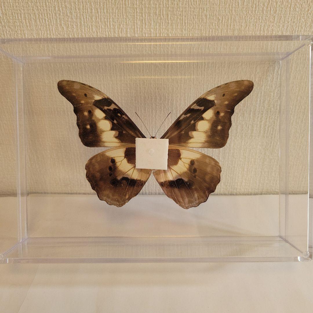 蝶の標本　モルフォチョウの王様（珍美）