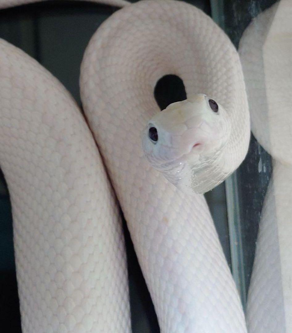 白蛇の脱皮殻 金運・財運のお守り