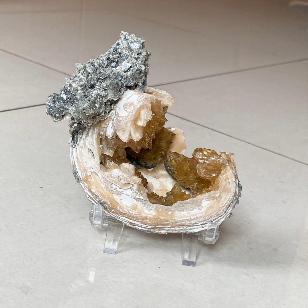 カルサイト　貝化石 鉱物