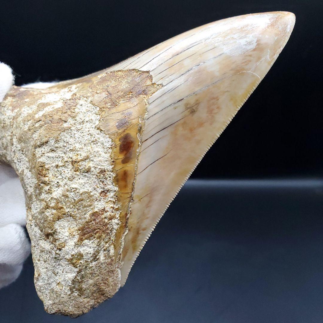 極上 メガロドン 歯 化石 本物 インドネシア 110.31mm mg18