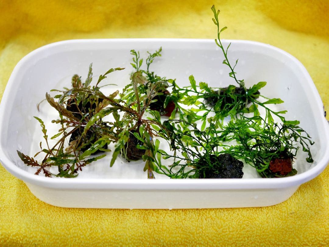 船長 ブセファランドラ１５種１５株、ボルビ、ピンナティフィダ７株計２２株