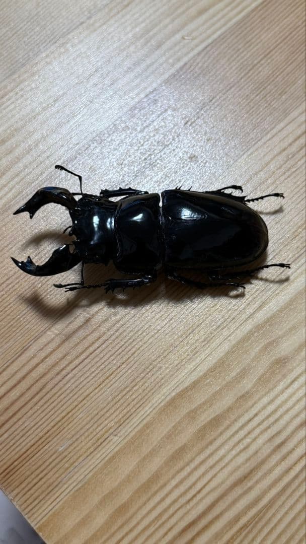 最終値下げ　タランドゥスオオツヤクワガタ　９１mmトリオ