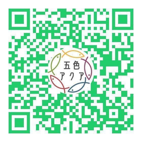 メダカ飼育ケース 36㍑x4個（4色あり）オーバーフロー付 金魚容器 ビオトープ