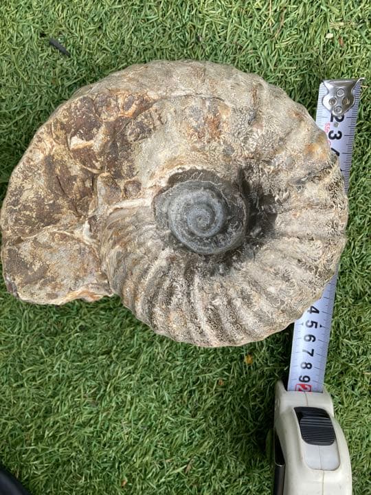 北海道産アンモナイト(中川地方産)１８センチ