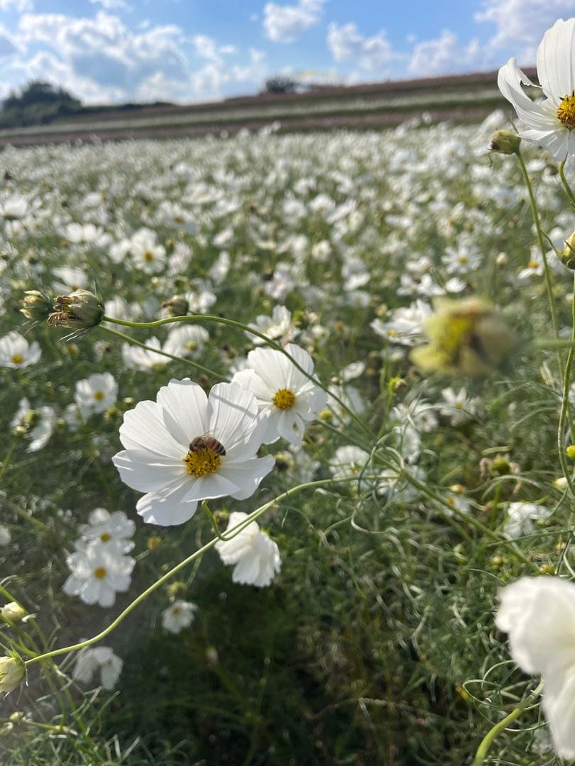 なーちゃん　リング