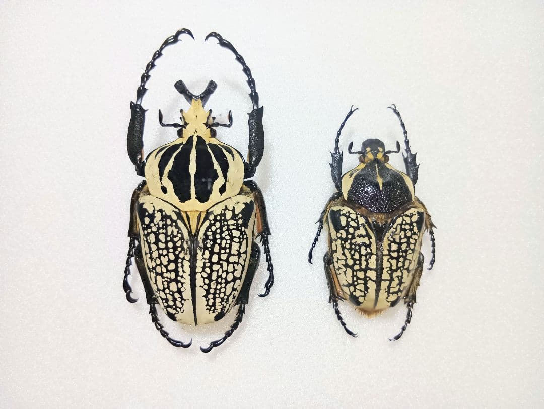 シラフオオツノハナムグリ♂92mm/♀63mm(ペア標本・コンゴ産)