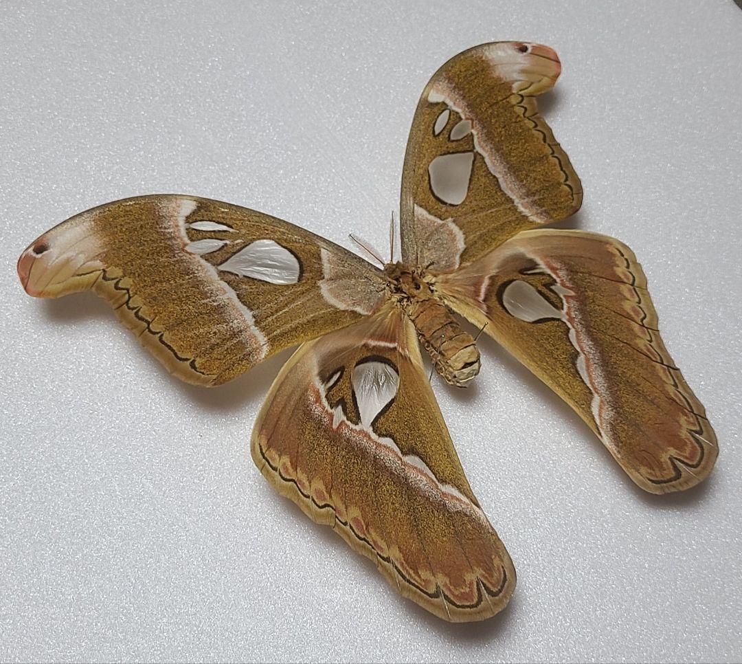 蛾 標本 カエサルサン