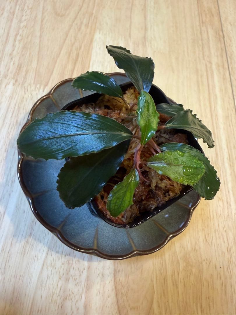 ブセファランドラお得セット D