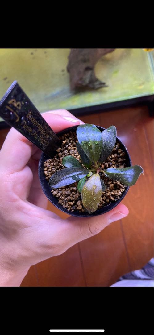 水草 Bucephalandra sp.