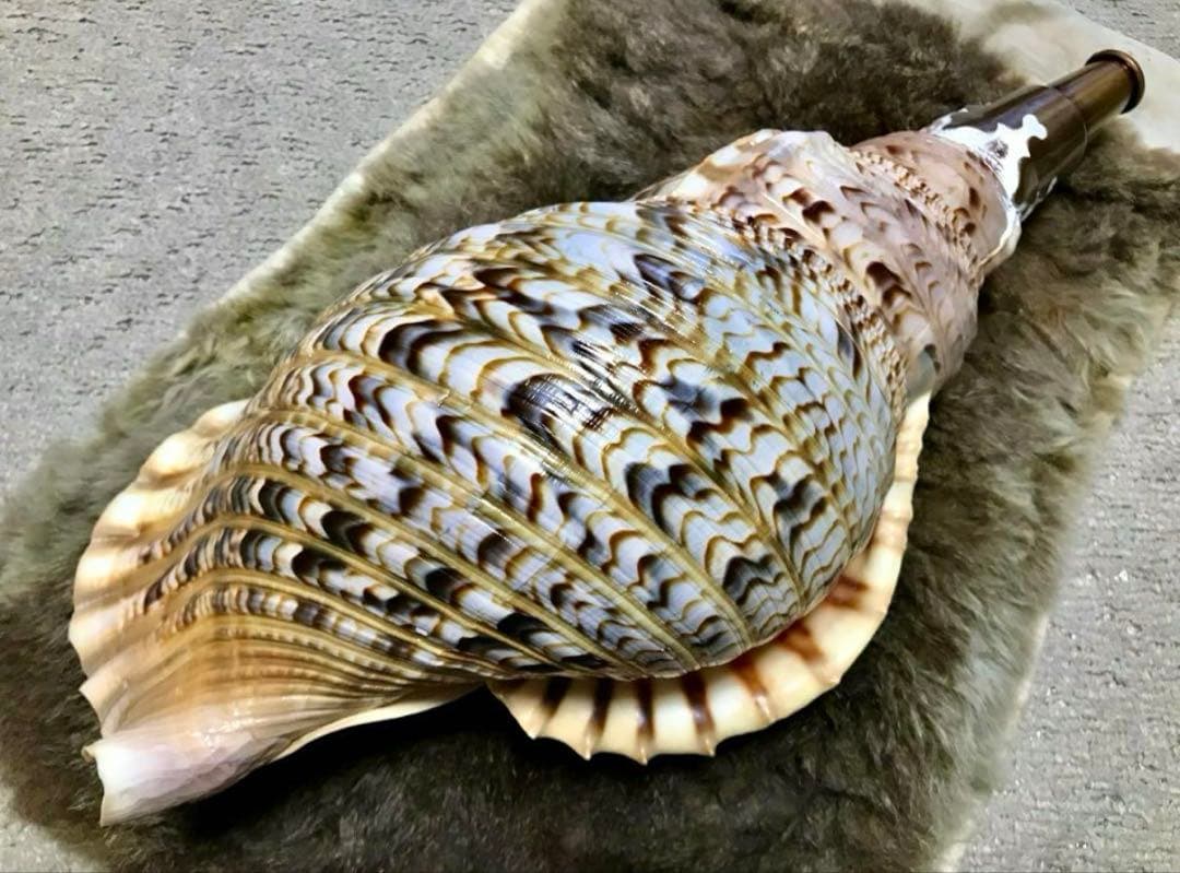 【超美品】42cm超え　大型法螺貝(ほら貝ホラ貝)