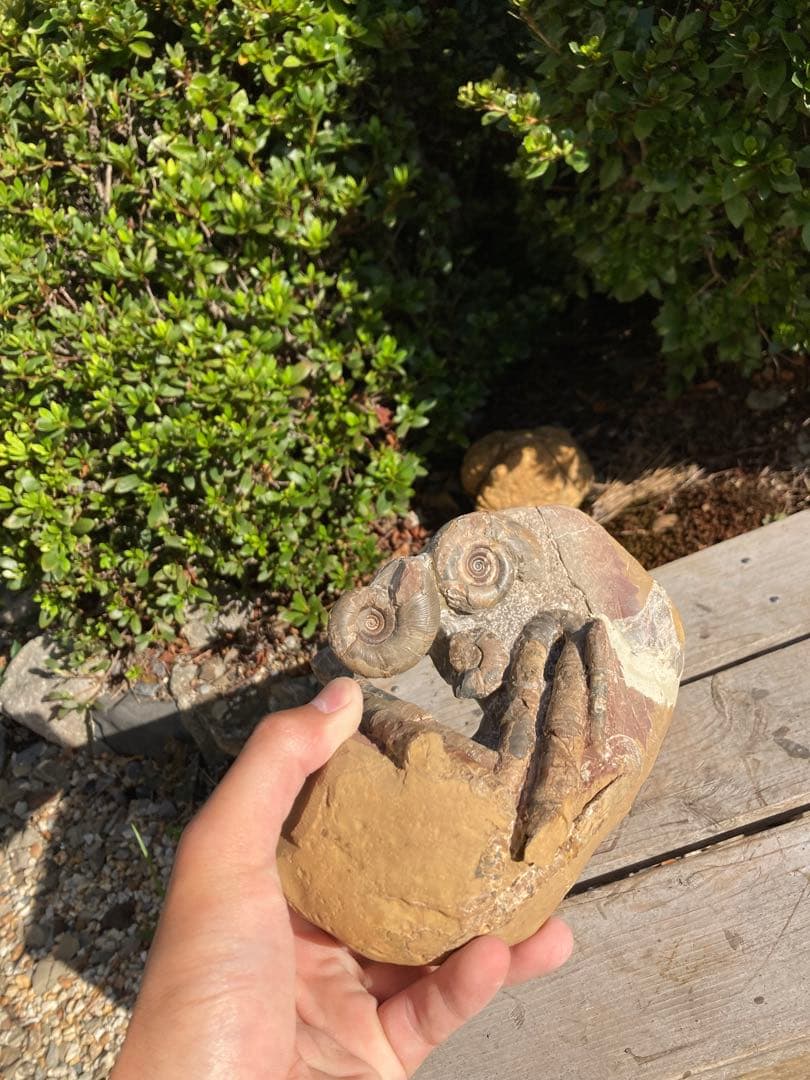 北海道　アンモナイト　/ 化石　恐竜