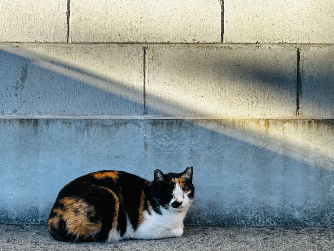 三毛猫 コンクリート壁の前 写真