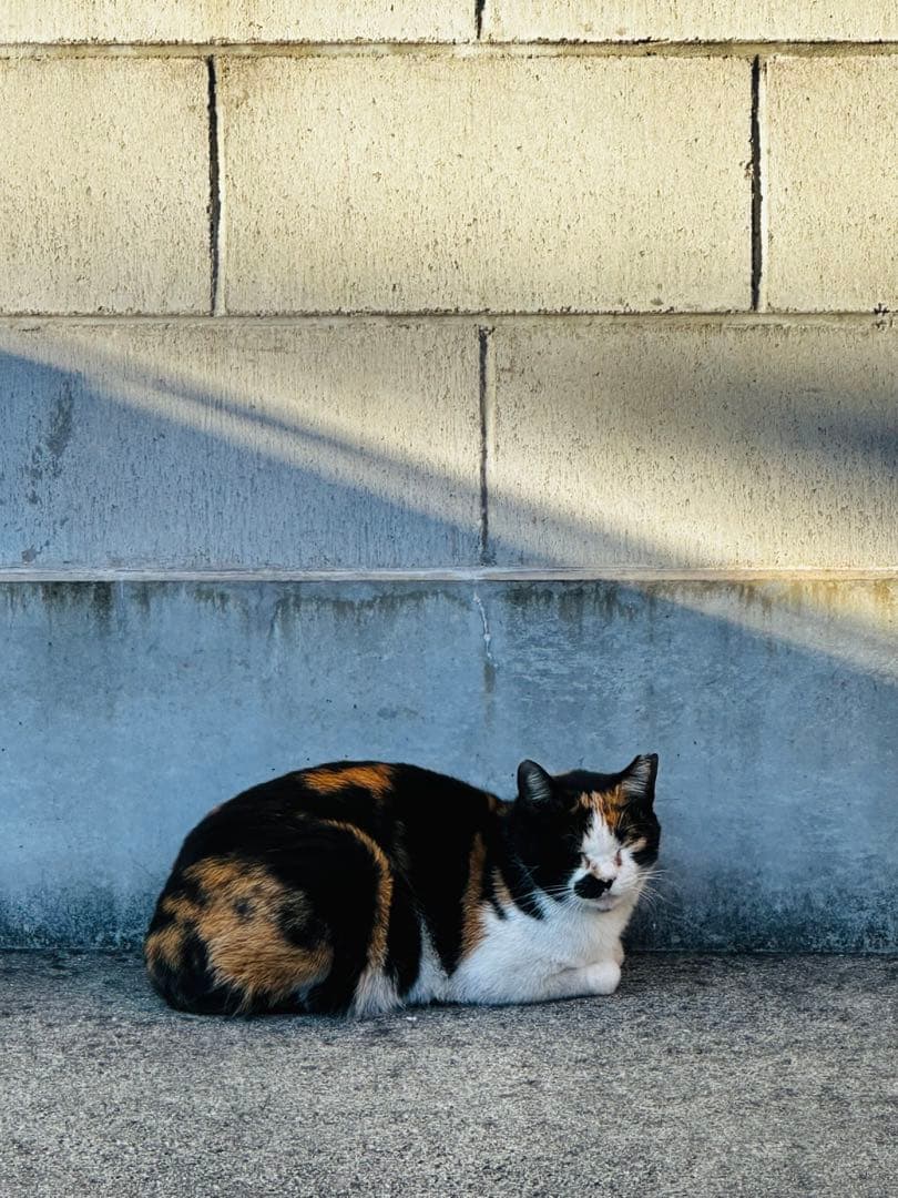 三毛猫 コンクリート壁の前 写真