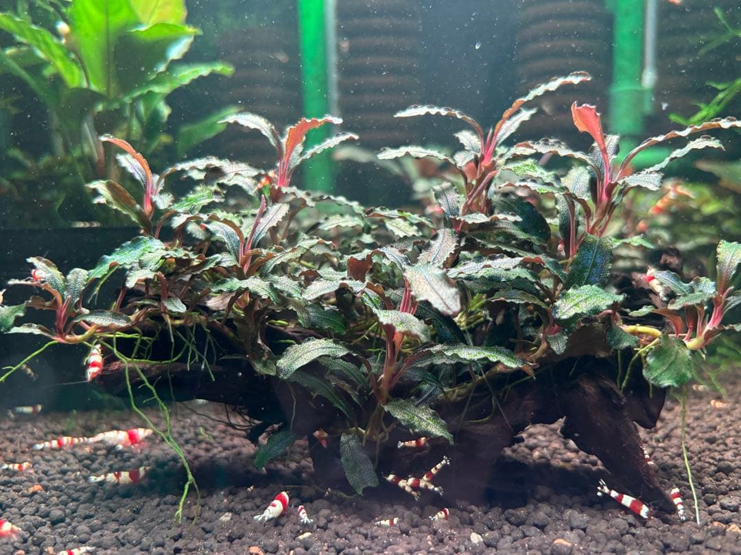 ブセファランドラspクダガン　流木付き　群生No.1