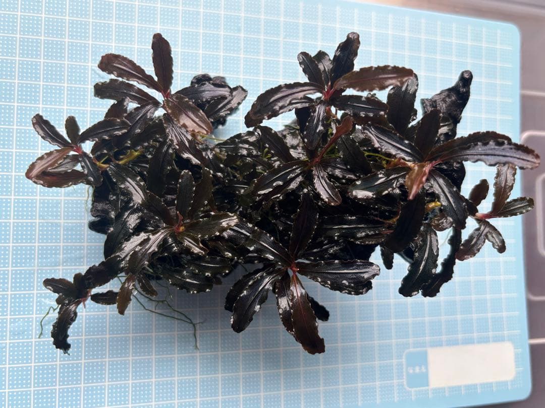 ブセファランドラspクダガン　流木付き　群生No.1