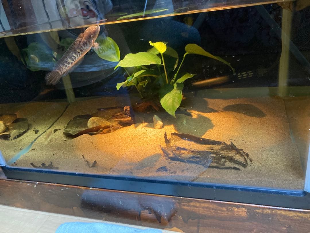 20Lろ材水質浄化抜群濾過フィルター自社製高品質セラミックリング送料込み