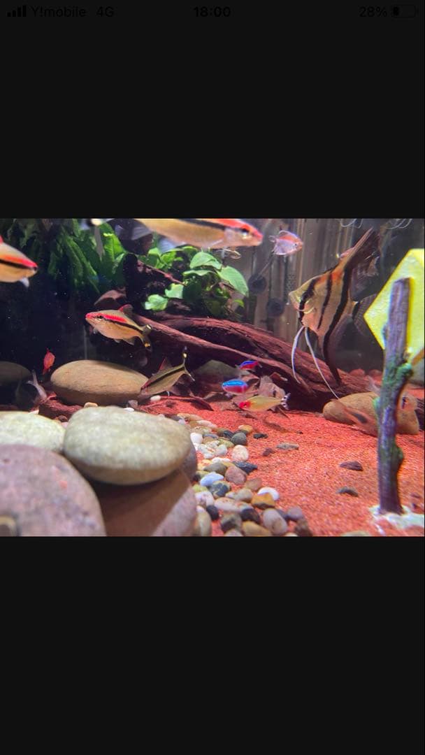 20Lろ材水質浄化抜群濾過フィルター自社製高品質セラミックリング送料込み