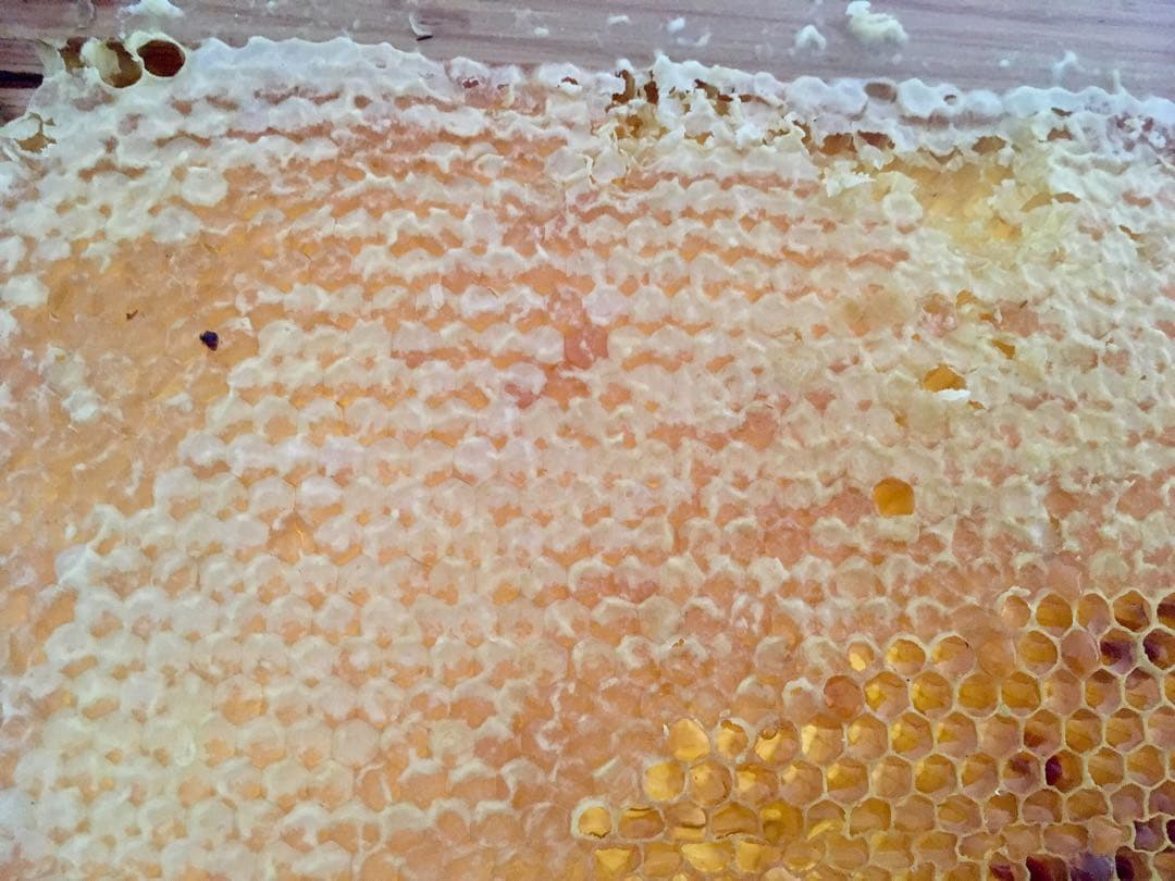 リピーター様限定販売