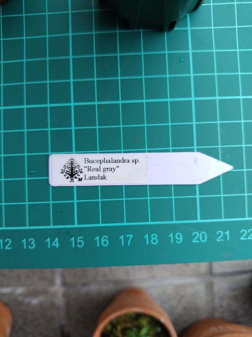 ブセファランドラ　リアルグレイ　‘’Landak‘’　水上葉