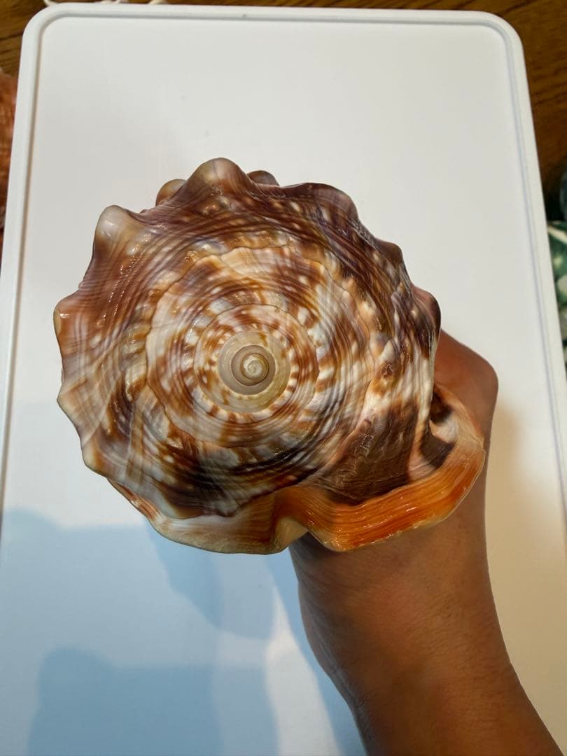 シェル カメオ インテリア 置物 ディスプレイ ①