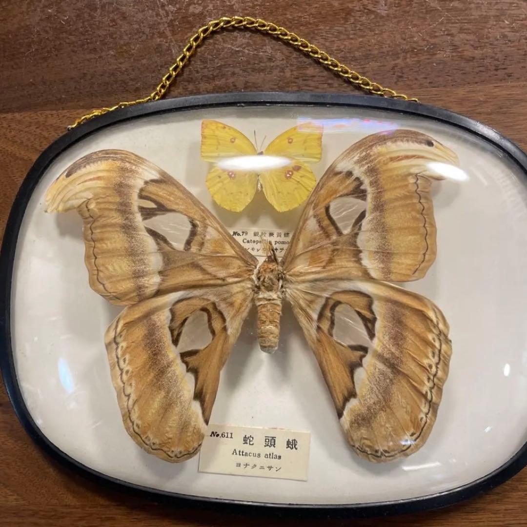 ヨナグニサン蛇頭蛾の標本 雌雄