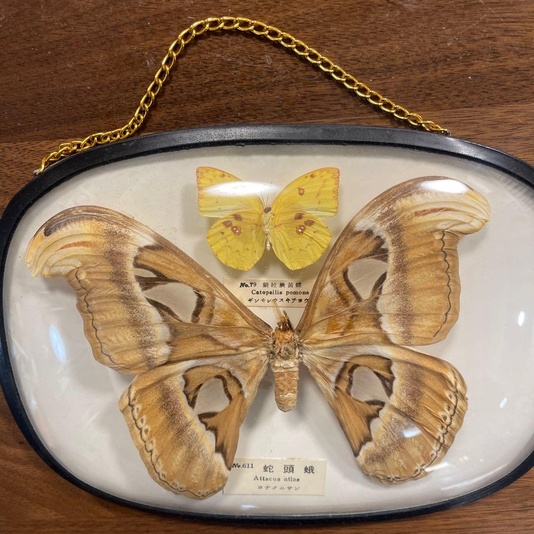 ヨナグニサン蛇頭蛾の標本 雌雄