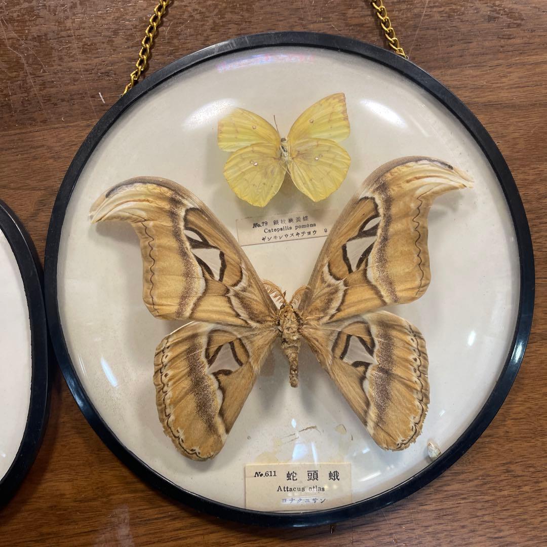 ヨナグニサン蛇頭蛾の標本 雌雄