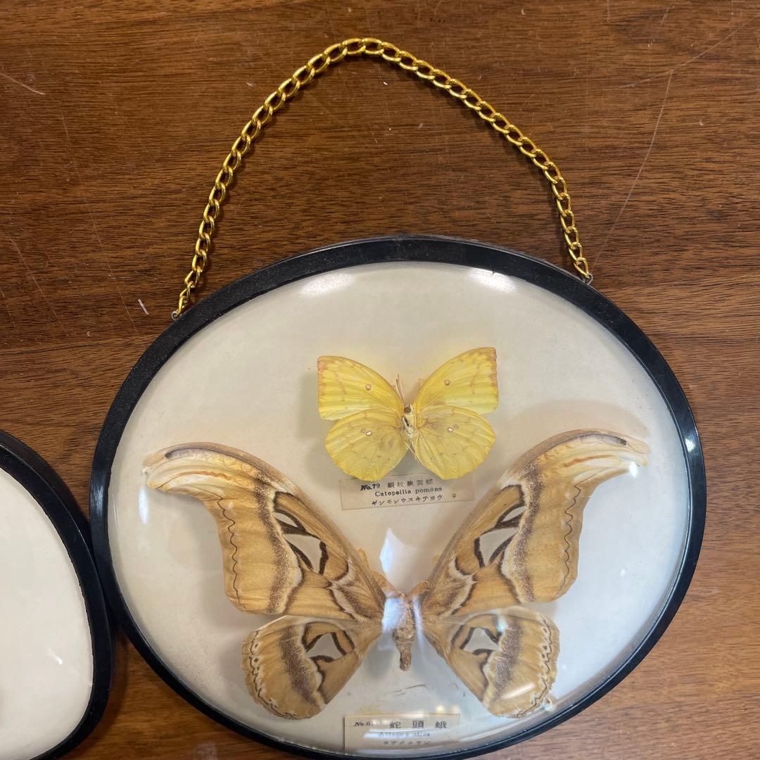 ヨナグニサン蛇頭蛾の標本 雌雄