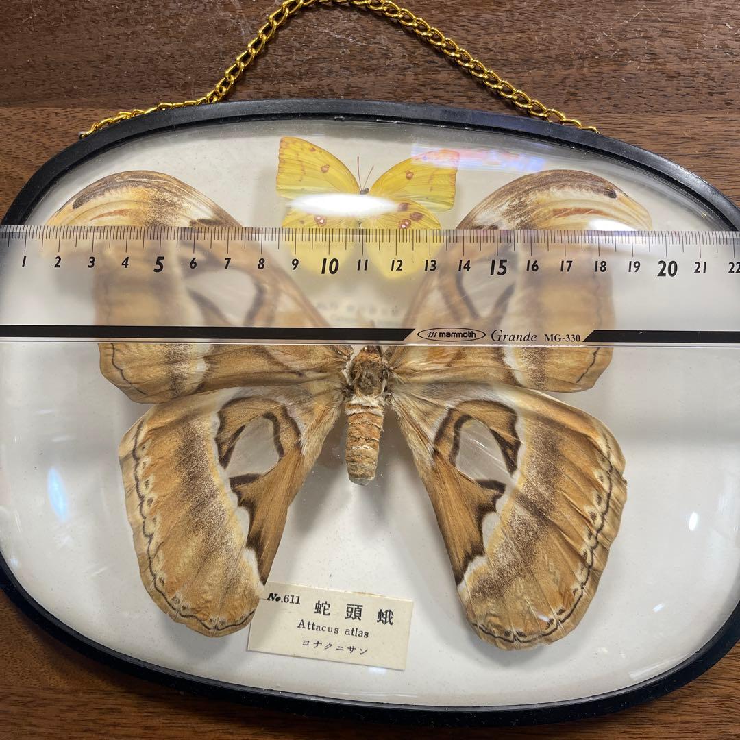 ヨナグニサン蛇頭蛾の標本 雌雄
