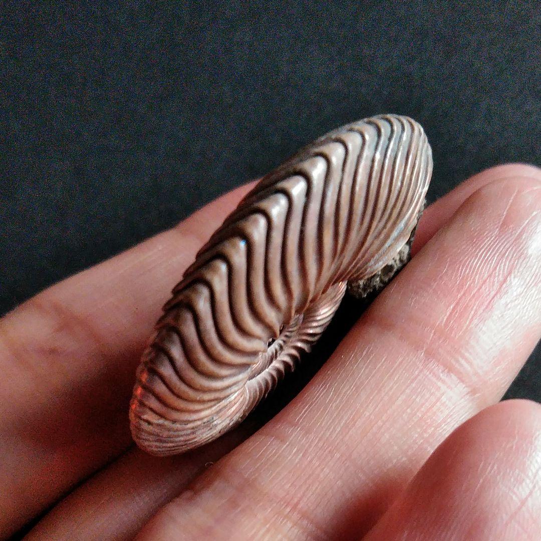 化石　骨格　標本　アンモナイト　美麗　40mm