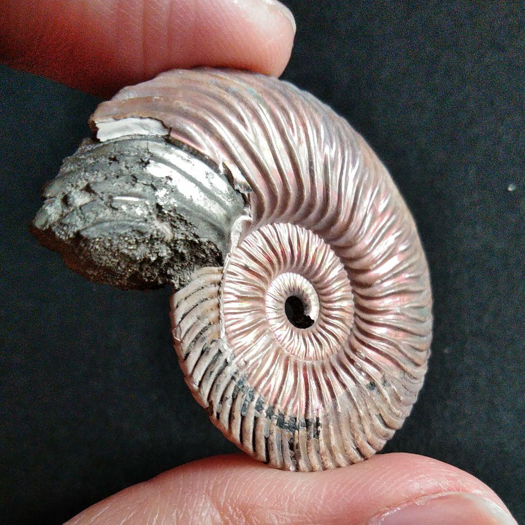 化石　骨格　標本　アンモナイト　美麗　40mm