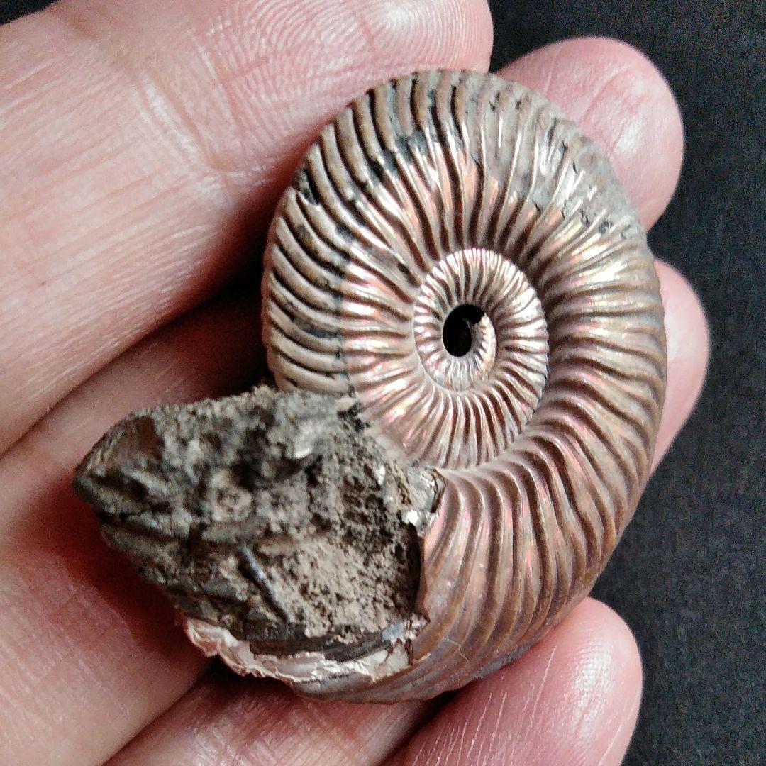 化石　骨格　標本　アンモナイト　美麗　40mm