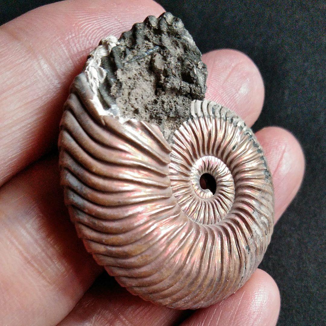 化石　骨格　標本　アンモナイト　美麗　40mm