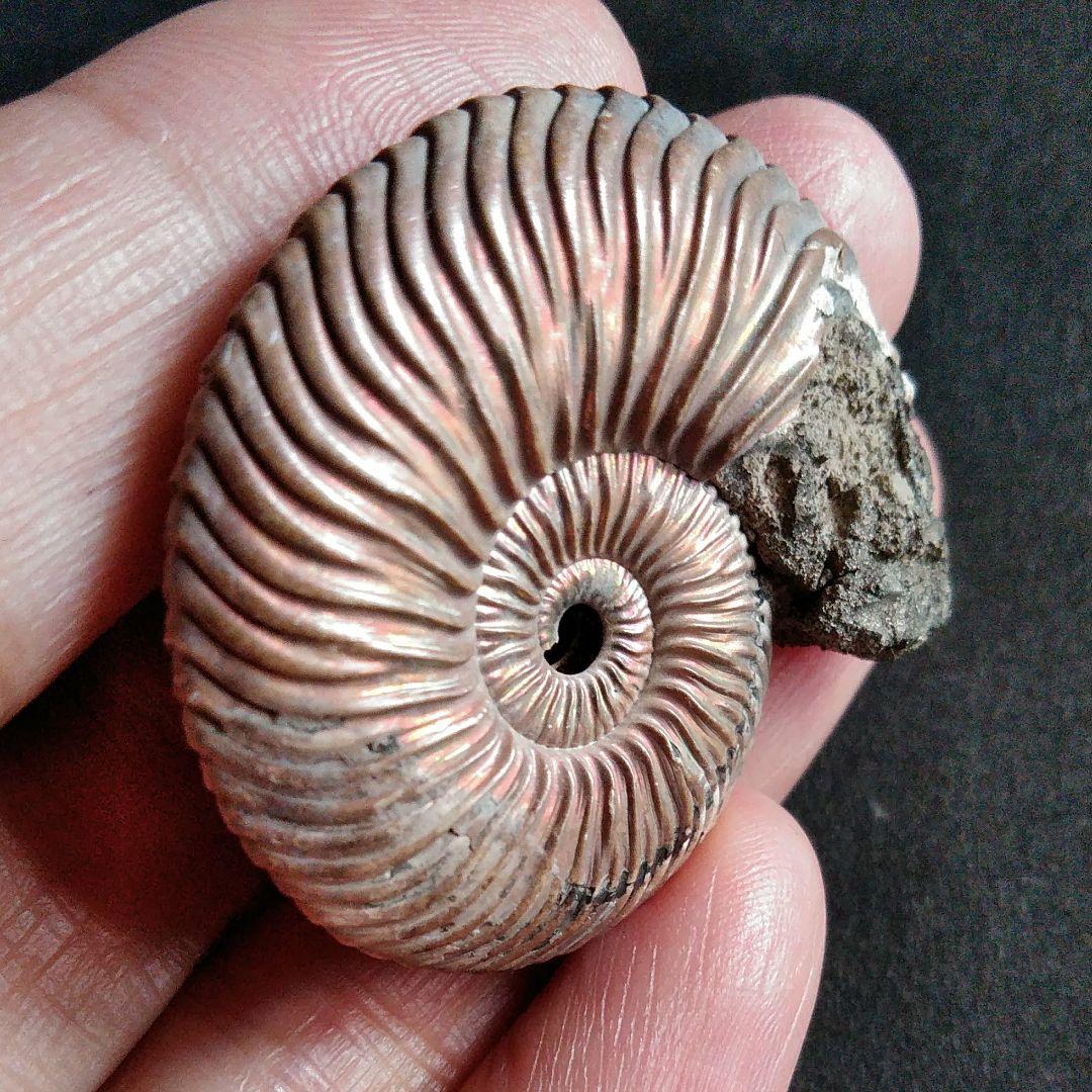 化石　骨格　標本　アンモナイト　美麗　40mm