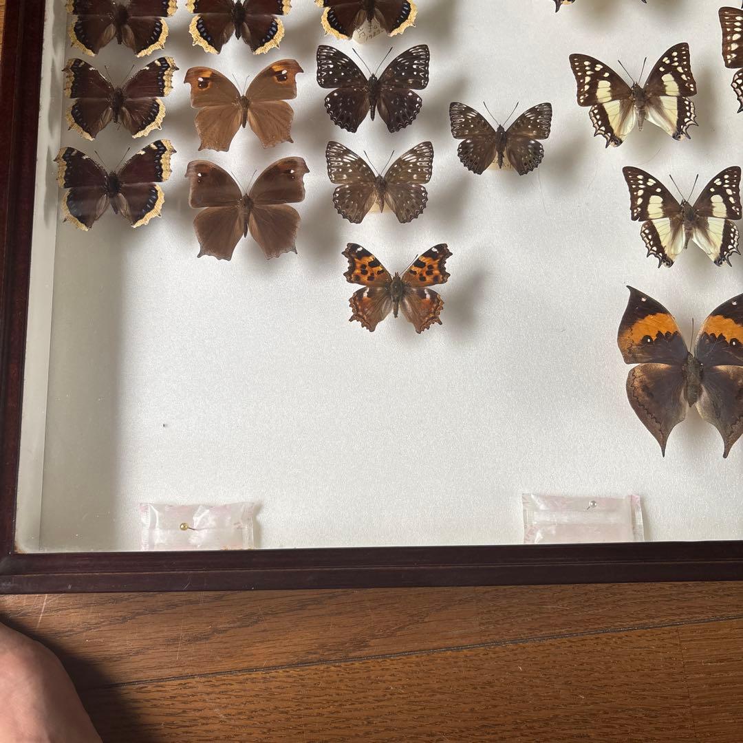 蝶の標本セット 1987年採集