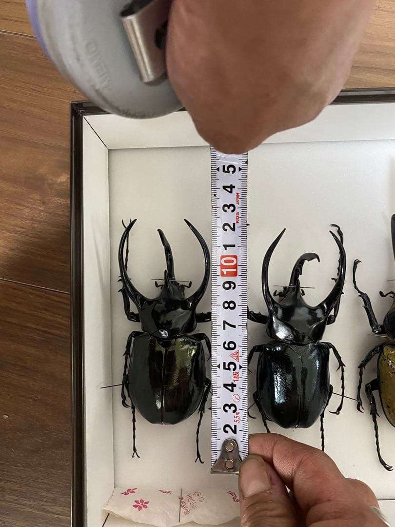 コーカサスオオカブト　ヘラクレスオオカブト　オス×4 標本