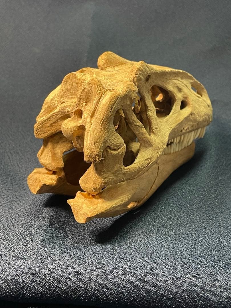 木彫　恐竜　アロサウルス頭骨模型　1/10スケール