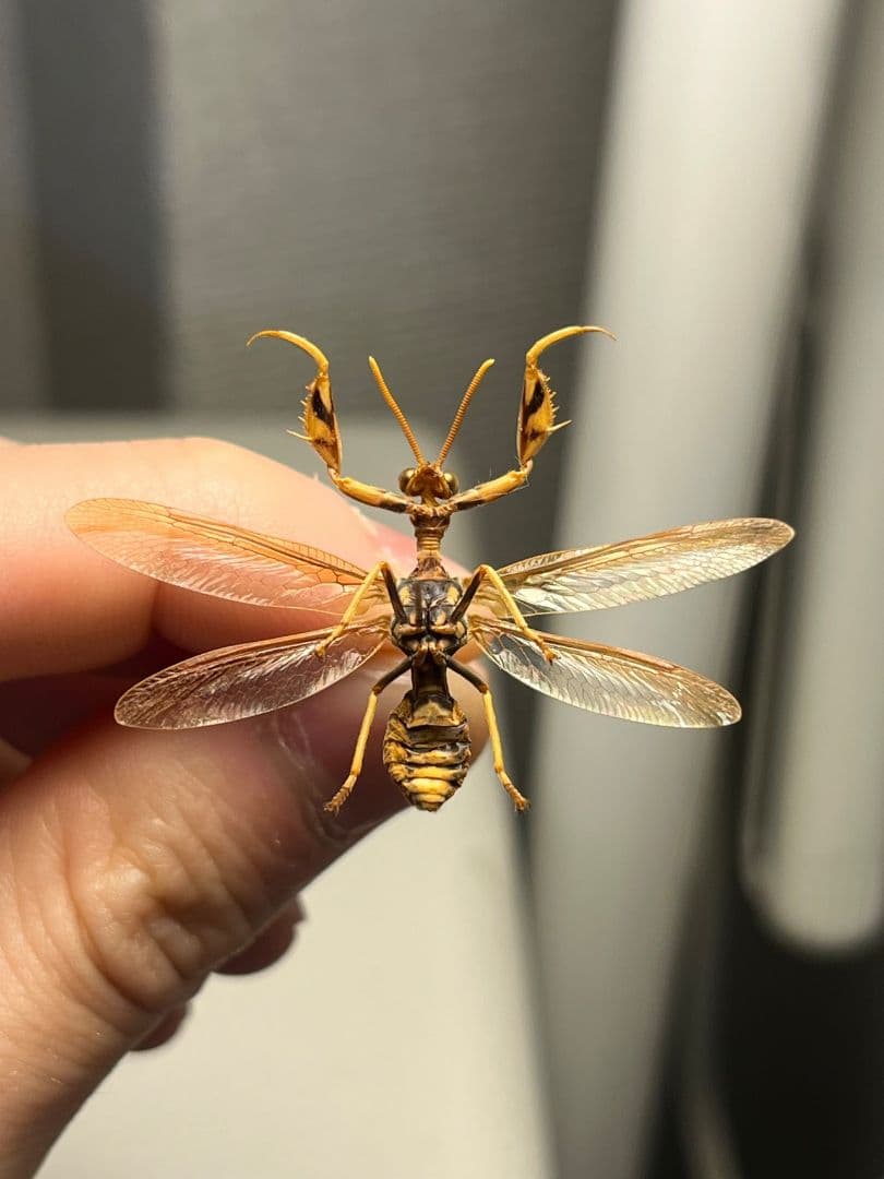 オオイクビカマキリモドキの標本 ハエ カゲロウ かげろう ヘビトンボ 蜻蛉