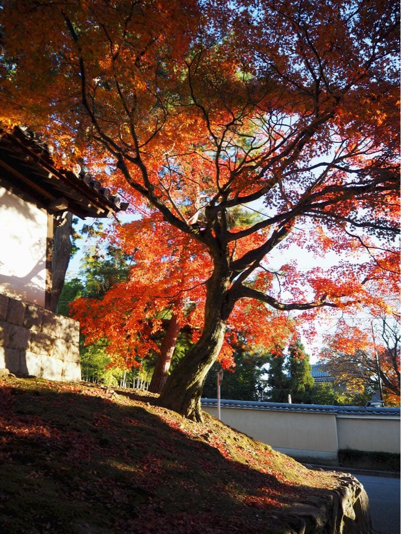 OLYMPUS PEN E-PL9 ミラーレス一眼