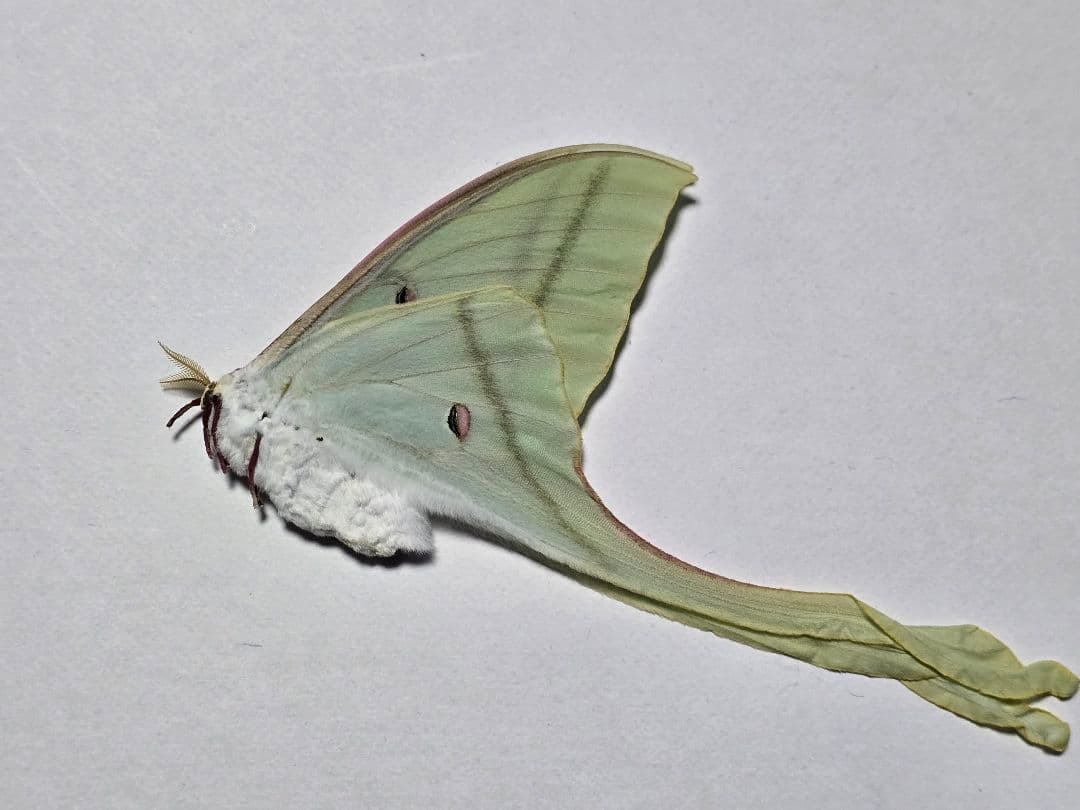 Actias rhodopneuma ♀