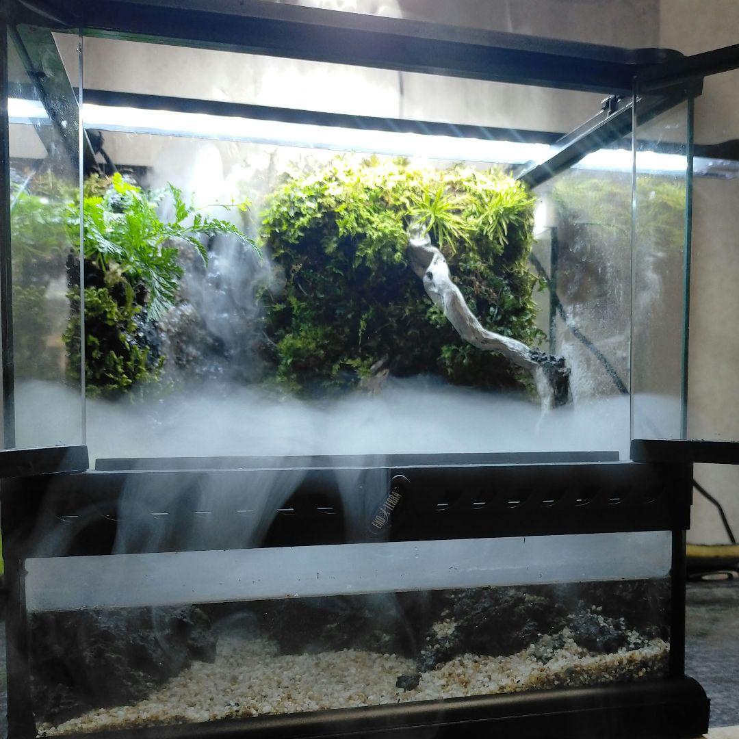 滝の流れるイモリウム　アクアテラリウム京さん