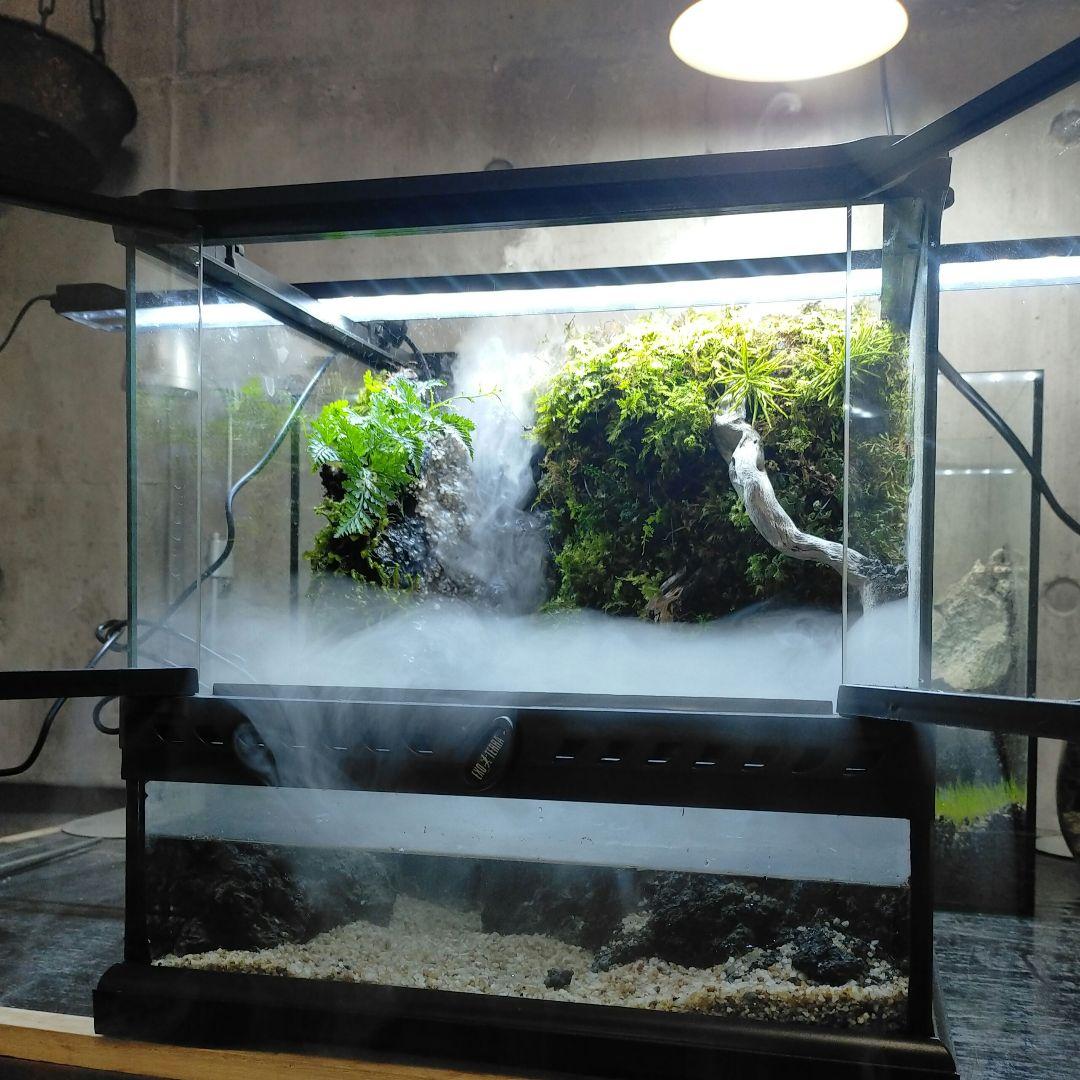 滝の流れるイモリウム　アクアテラリウム京さん