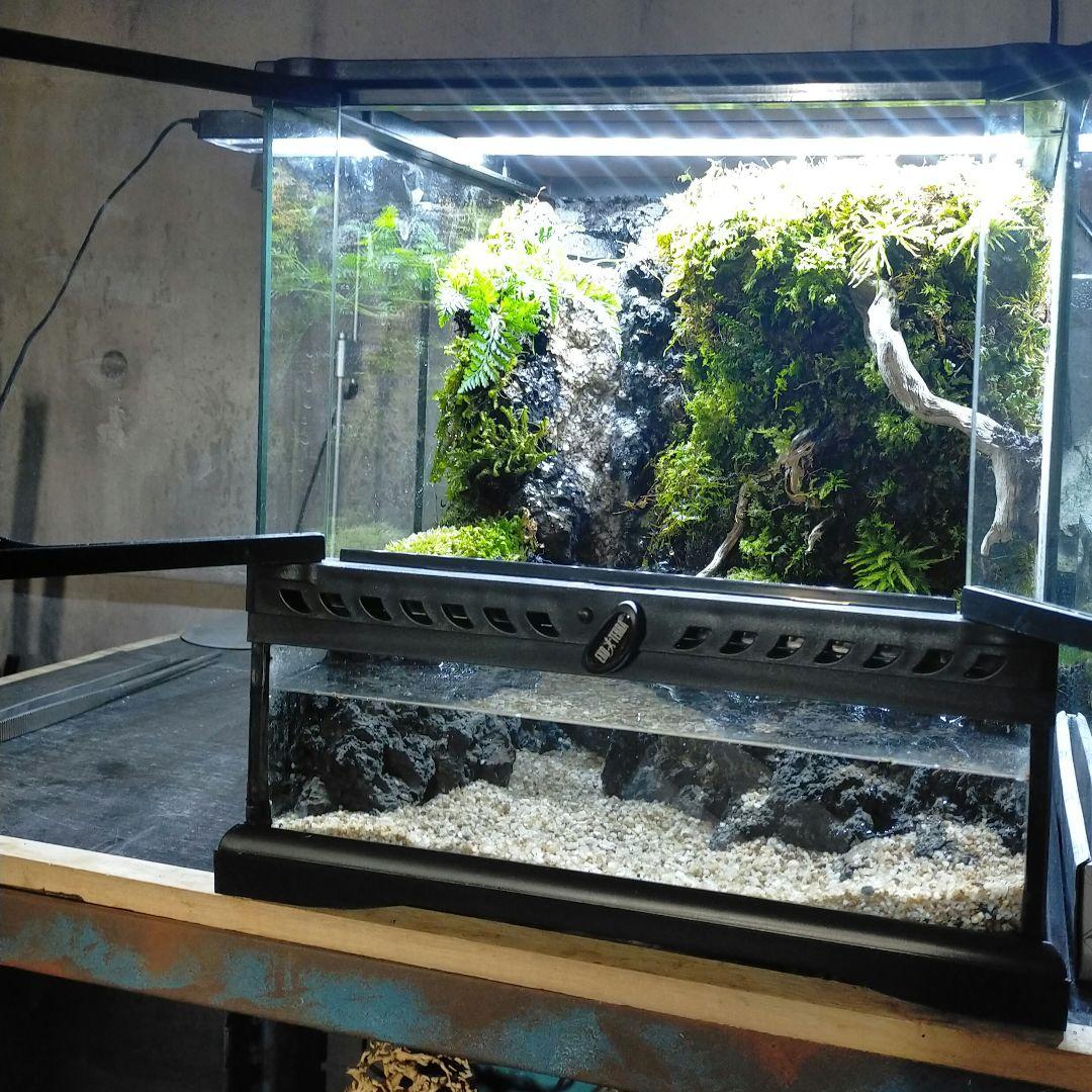滝の流れるイモリウム　アクアテラリウム京さん