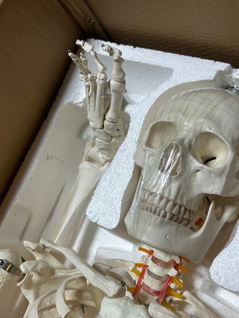 人体模型　180センチ　ガイコツ　ラスト一点です