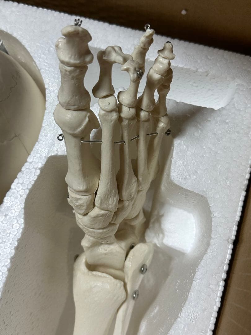 人体模型　180センチ　ガイコツ　ラスト一点です